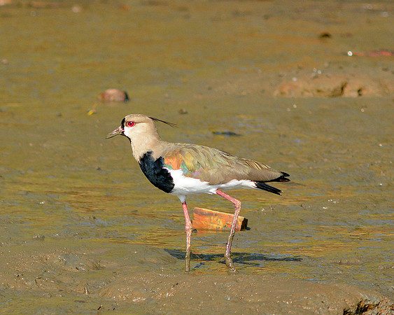Southern Lapwing