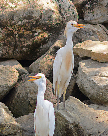 Cattle Egrets