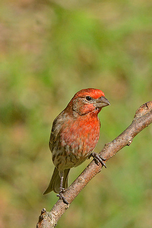 House Finch Male