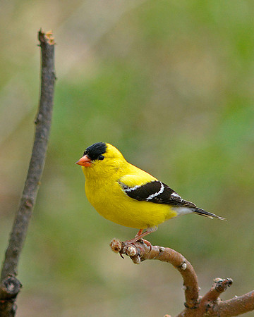 American Goldfinch