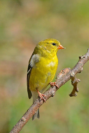 Goldfinch Female