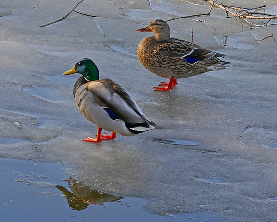 Mallards on Ice