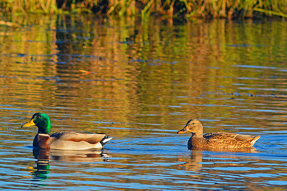 Mallard Couple