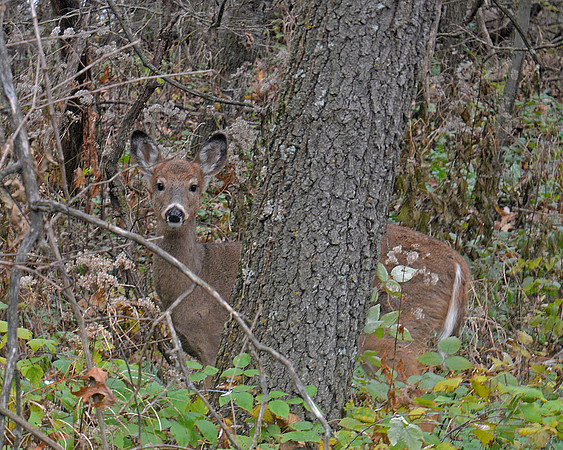 White tailed Deer 3