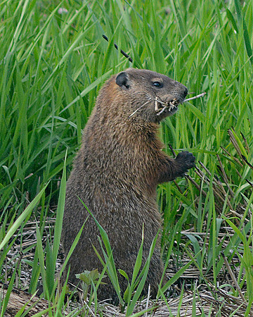 Groundhog