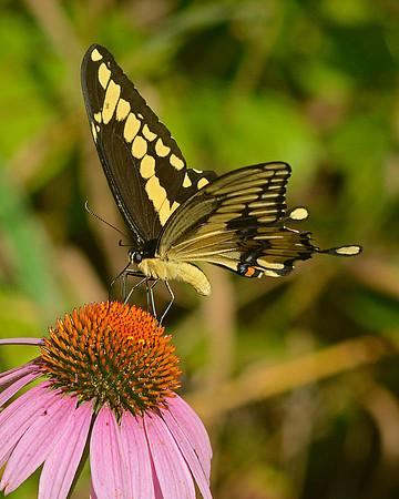 Swallowtail 4