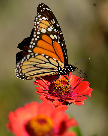 Monarch 4