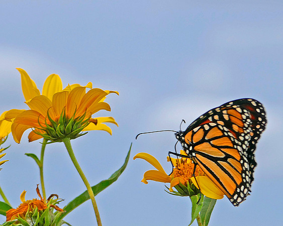 Monarch 3