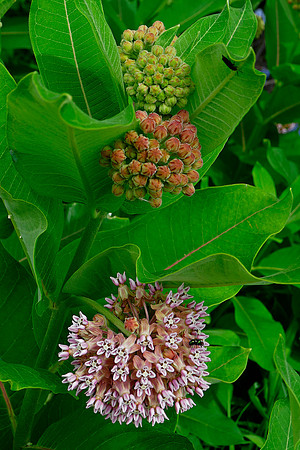 Milkweed