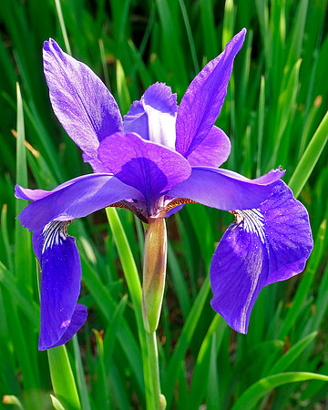Iris