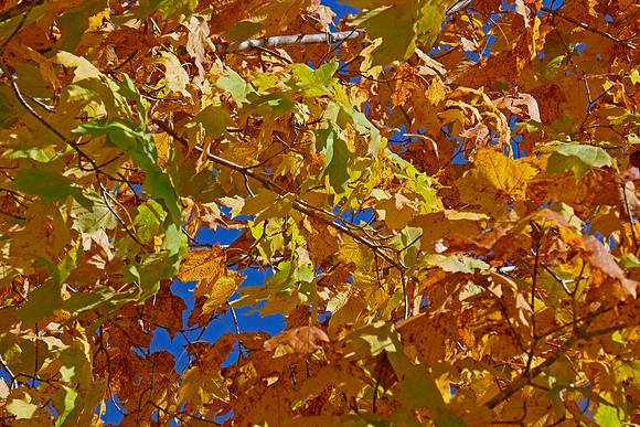 Maple Glow