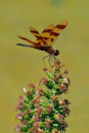 Dragon Fly