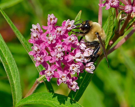 Summer Pollination