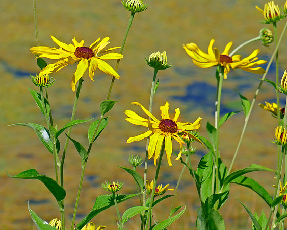 Sunny Flowers
