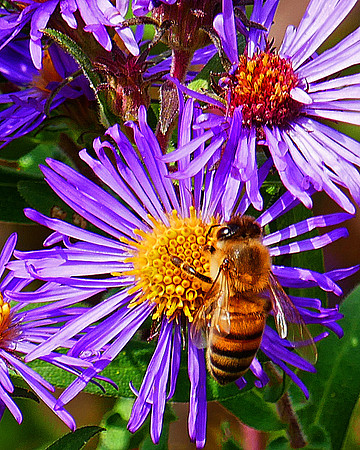 Purple Flower Bee