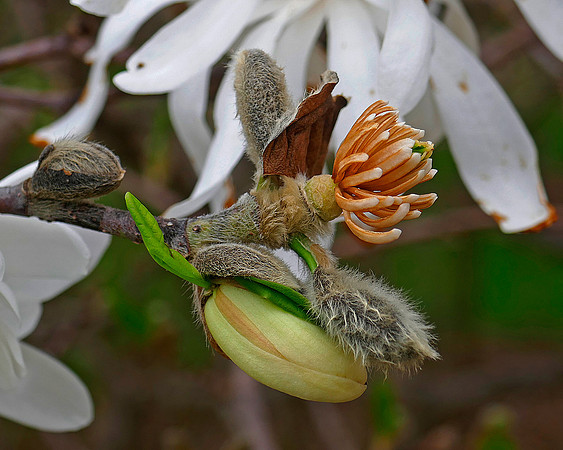 Spring Bud 2