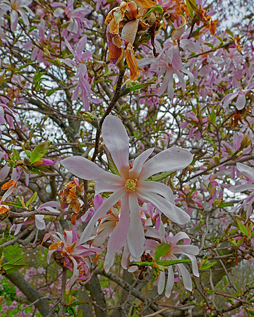 Pink Blossoms