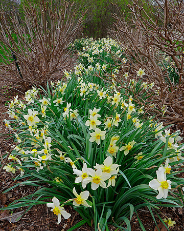 Daffodil Lane