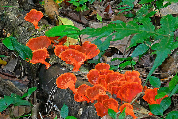 Glowing Fungus