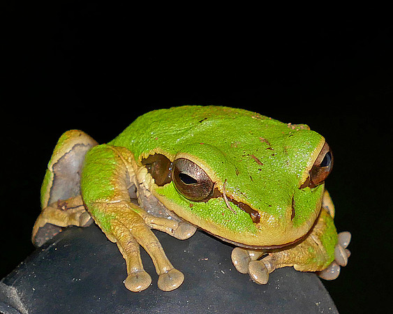 Tree Frog
