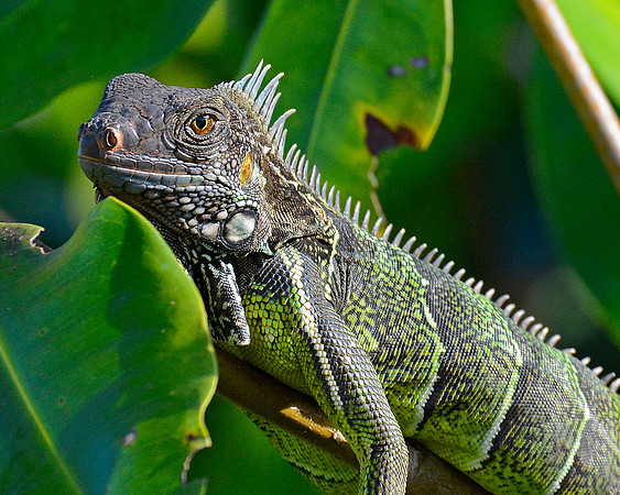 Green Iguana