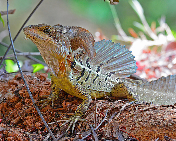 Jesus Lizard 4