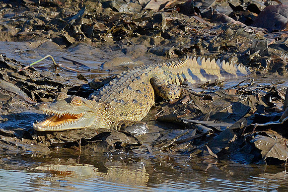 Crawling Croc