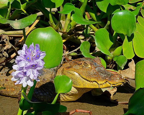 Croc with Flower