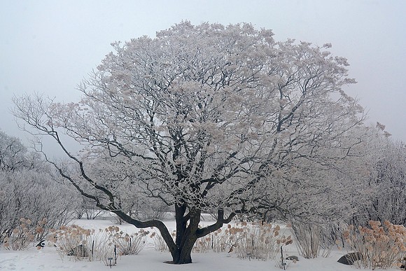 Frosty Arbor