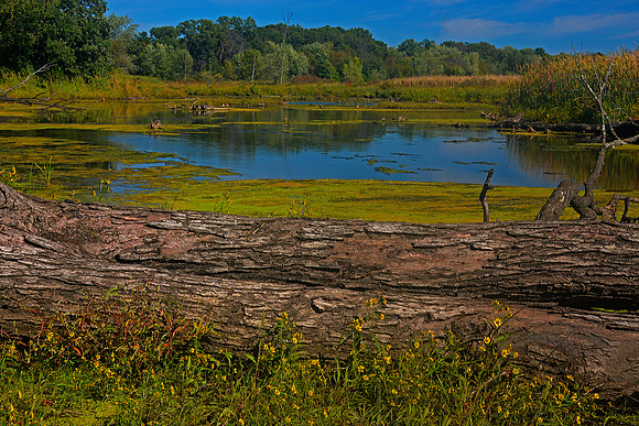 Baxter's Pond