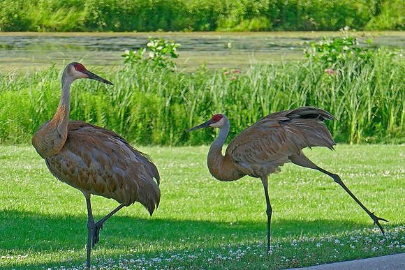 Dance of the Sandhills