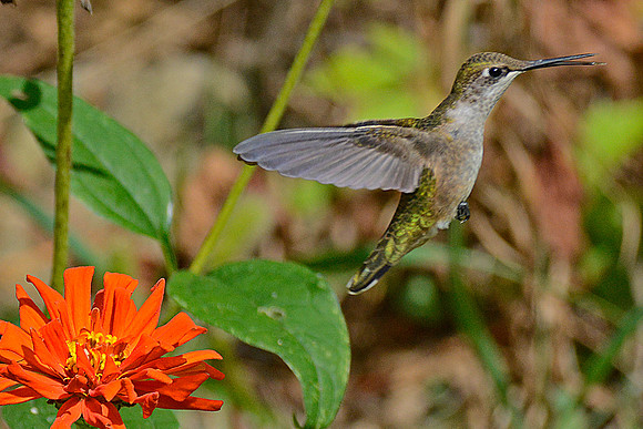 Ruby Throated Hummingbird 3
