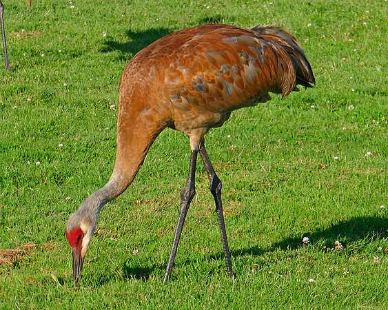 Sandhill Crane 6