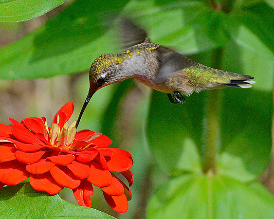 Ruby Throated Hummingbird Female