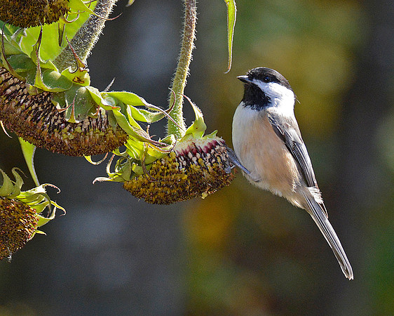 Black Capped Chickadee