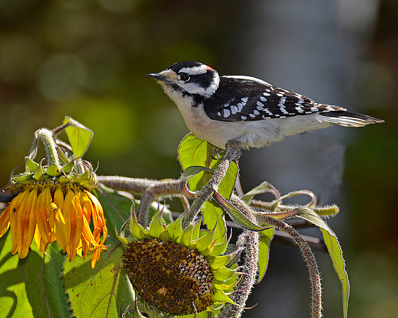 Downy Woodpecker
