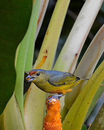 Spot Crown Euphonia Female 2
