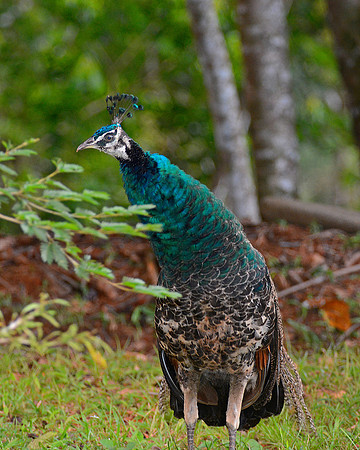 Peacock
