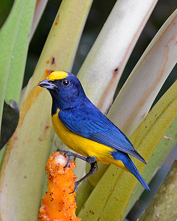 Spot Crown Euphonia Male