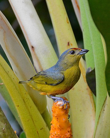 Spot Crown Euphonia Female 1