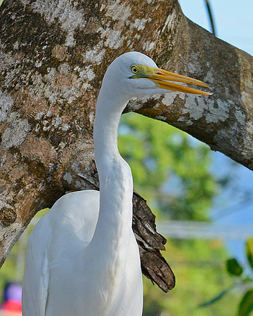 Great Egret 7