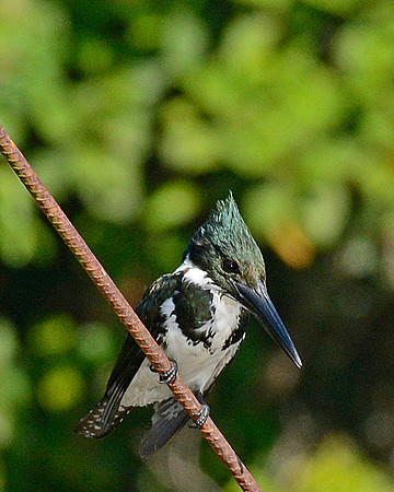 Amazon Kingfisher