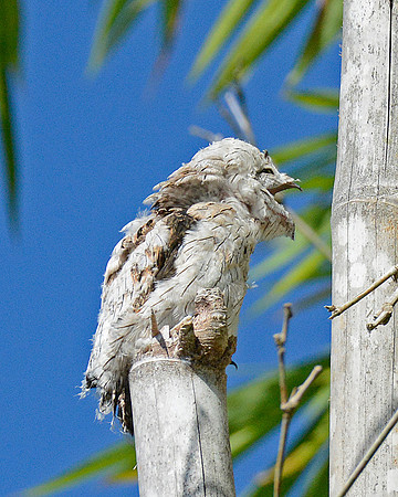 Common Potoo