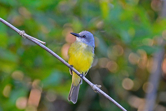 Tropical Kingbird 2
