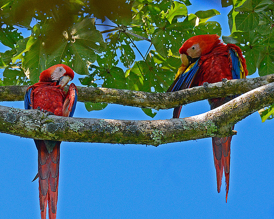 Macaws 6