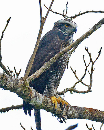 Blackhawk Eagle Immature