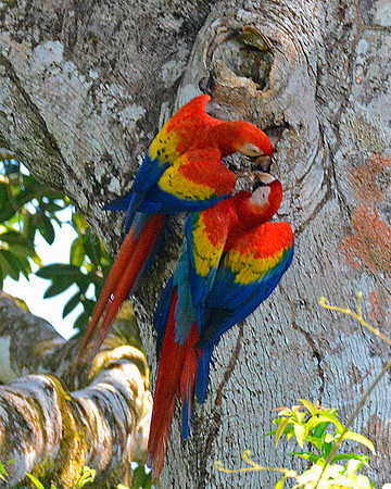 Macaws 5