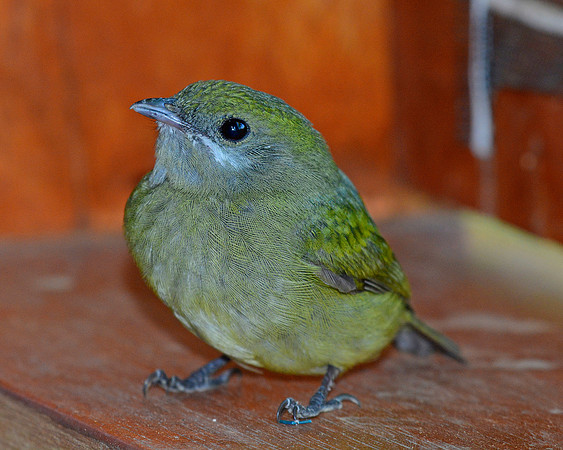 Green Intruder