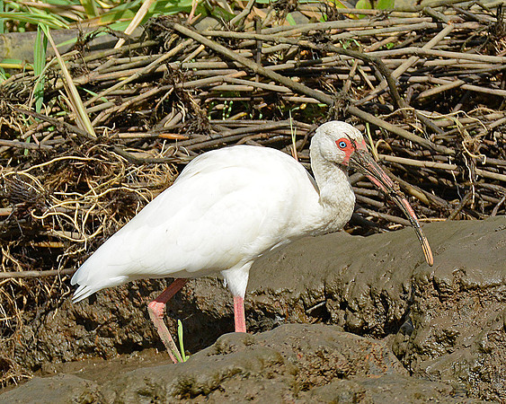 White Ibis 5