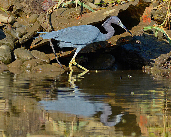 Little Blue Heron 3